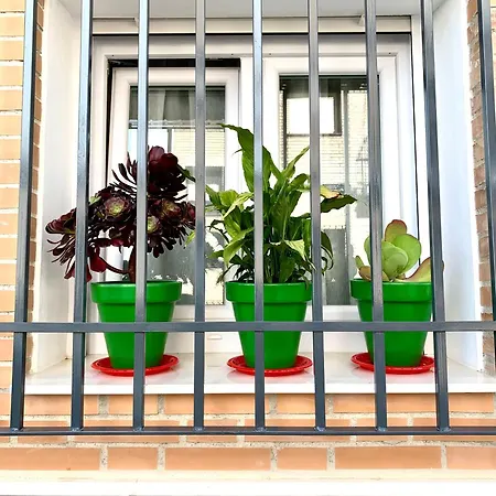 Oliva Albero Limon Apartment *