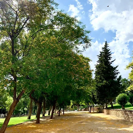 Oliva Albero Limon